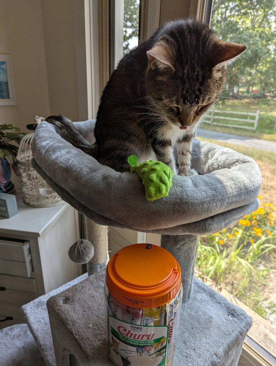 Happy 10th Birthday to Joey,  JoeyMeowMeow, JoJo, Joseph R. Biden III. He got a tub of Churu and a new pickle. 😻😻😻🎉🎊