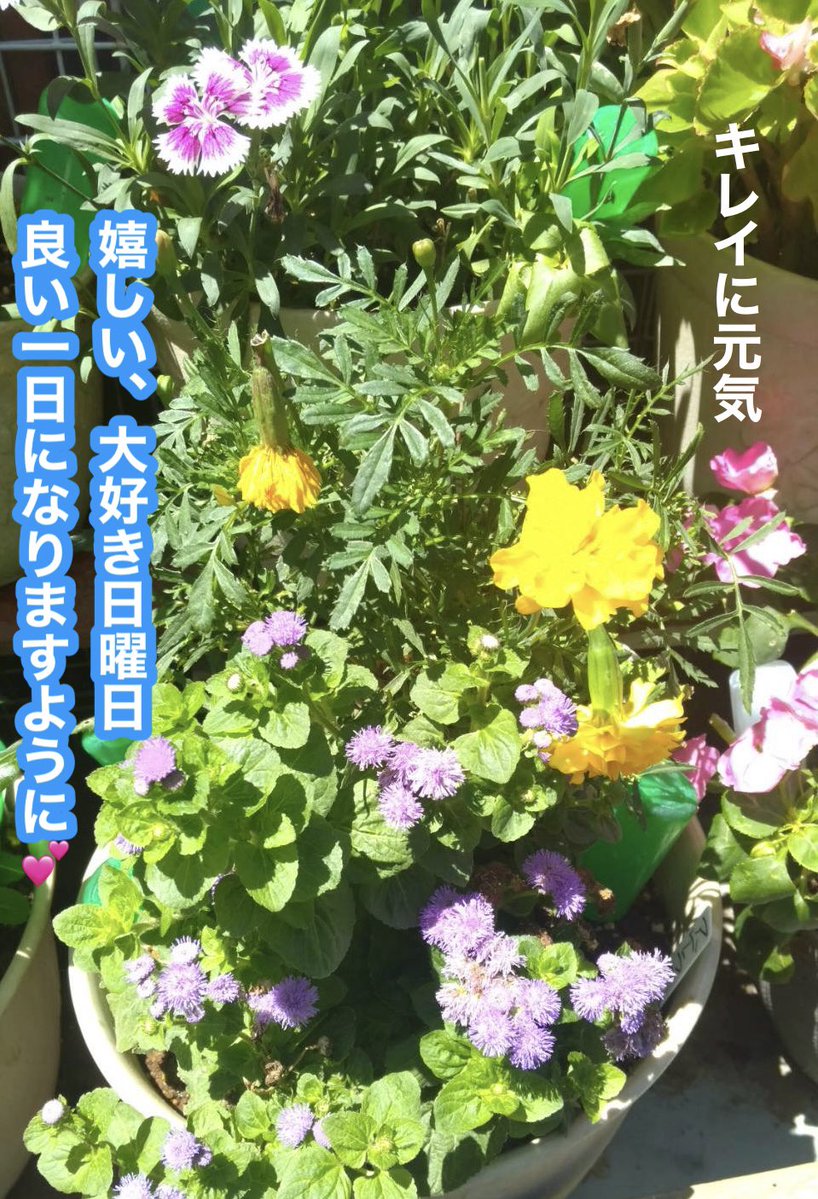 mimozaTokyo's tweet image. おはようございます。大好き日曜日
お目覚めいかがでしょうか?
笑顔溢れるステキな日曜日になますように。
今日も宜しくお願い致します。