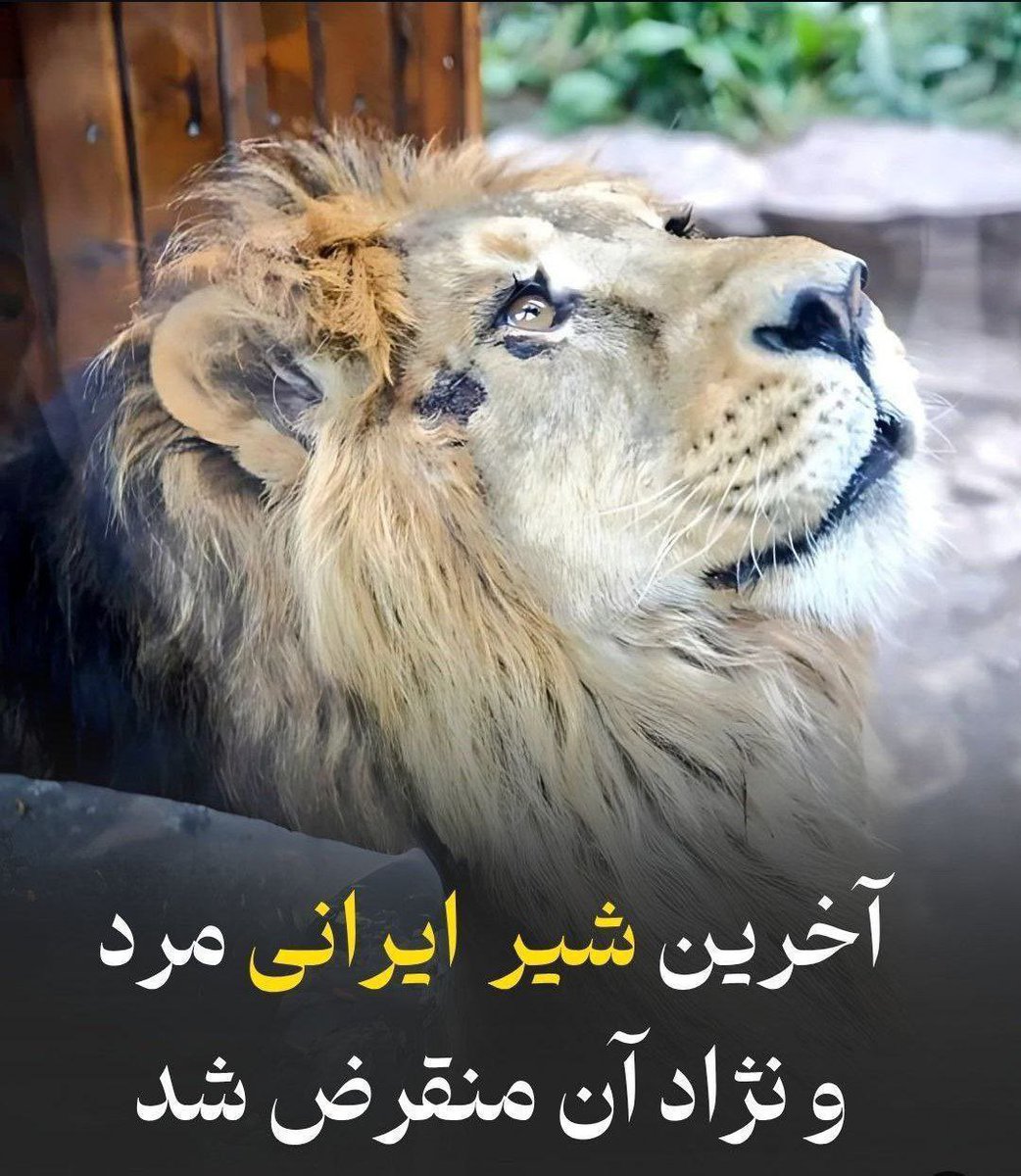 آخرین شیر ایران (هیرمان) درگذشت.. 🖤🦁