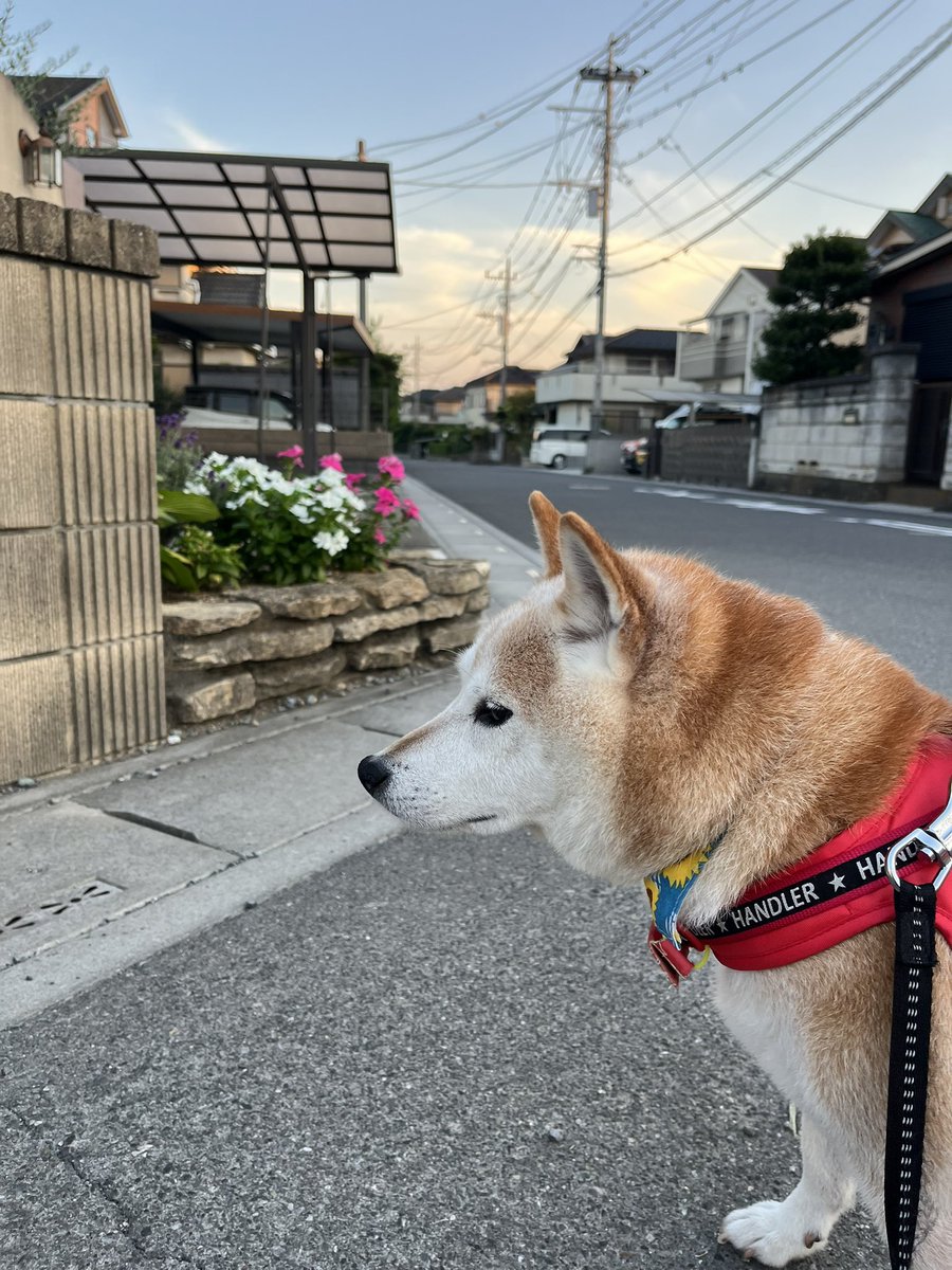 GearSrs's tweet image. おはようございます☀
#キナコ埼玉