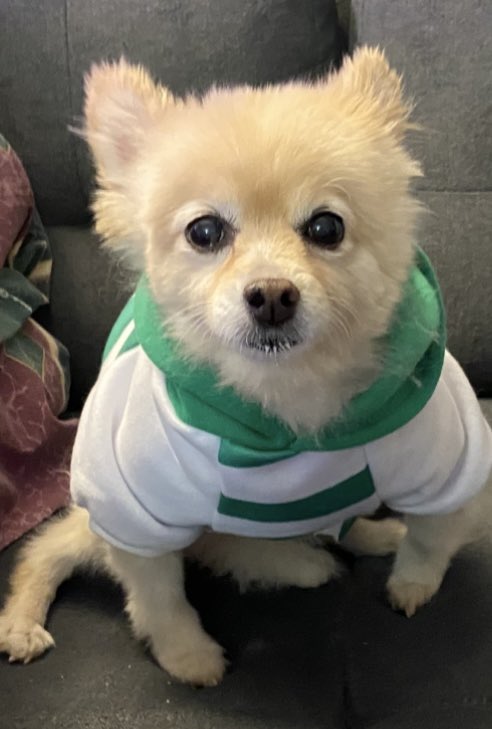 Ellie12_fml's tweet image. Hello dear pals 🤗😘

Hi Pixie &amp;amp; Millie!  Love you ladies.❤️🤗

Good luck today Zin @PussycatNaughty  I’ll be cheering for you! 😻

I hope all my pals are doing okay.  We just had to say goodbye to Jasper @CancerDoggy as he was escorted to the Rainbow Bridge.💔😭
I cried.

#OTLFP