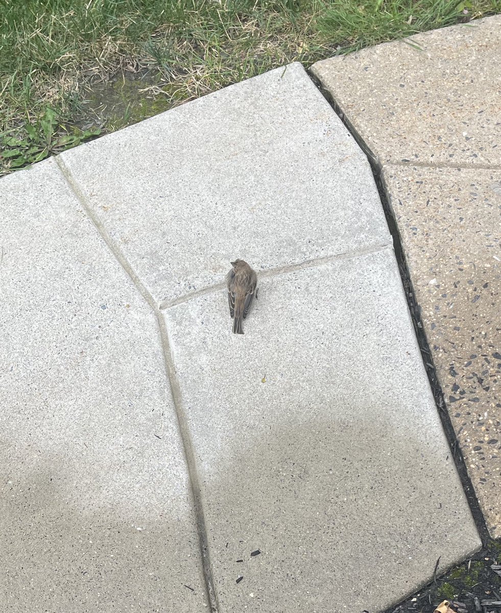 dumpyGrimbus's tweet image. Just saved this little guy from heat exhaustion
