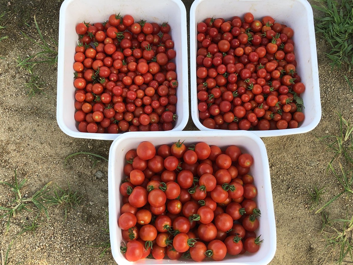FJcATkTpnNAWGlw's tweet image. おは菜園(☀️)
みなさま今日もよろしくおねがいします😊
ゆるふぁいゆるふぁい🍅🍠
今日は8月1日に植えるミニトマト用にハウスの仕上げをしていきます🌱