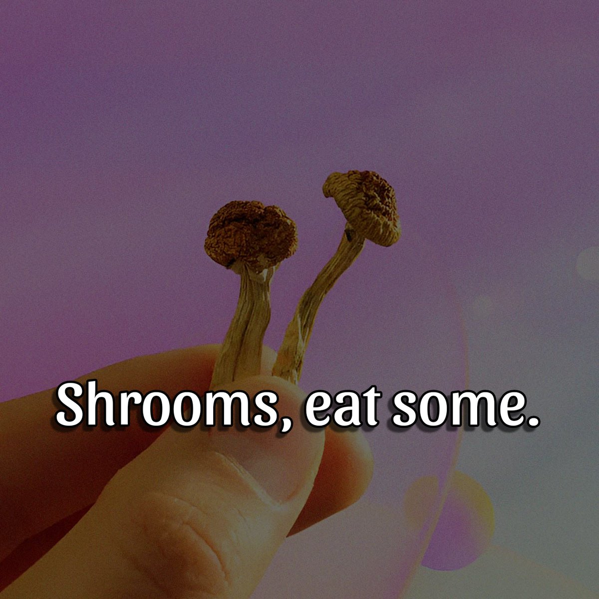 APsychedelics's tweet image. Shrooms: the snack with benefits ๐โ๐ซ๐โ๐ซ