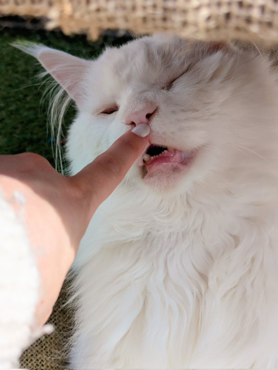 A good book and sweet furbabies, I'm in heaven (⁠人⁠*⁠´⁠∀⁠｀⁠)💖✨