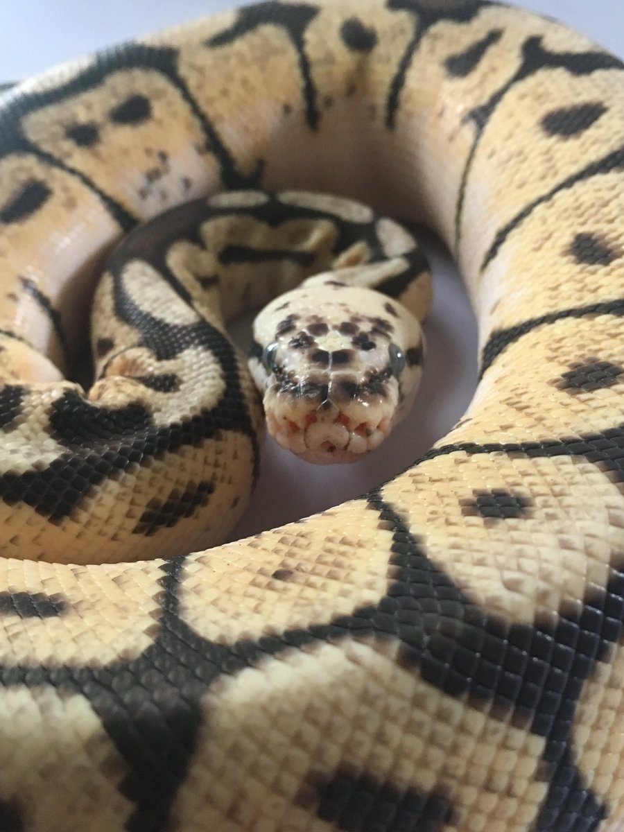 Snek_Snack's tweet image. Roll call: where are my reptile owners and their scale babies at? 🐍💖