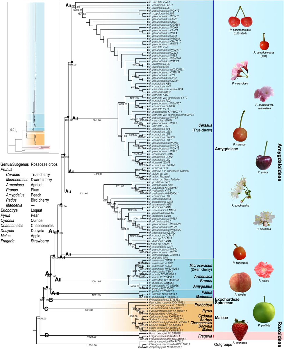TimParsa's tweet image. Summer: long lingering days, breezy warm nights, beach and surf, gardens filling with ripening fruit, what could be better.
Ancestral Prunus: Hold my stones.