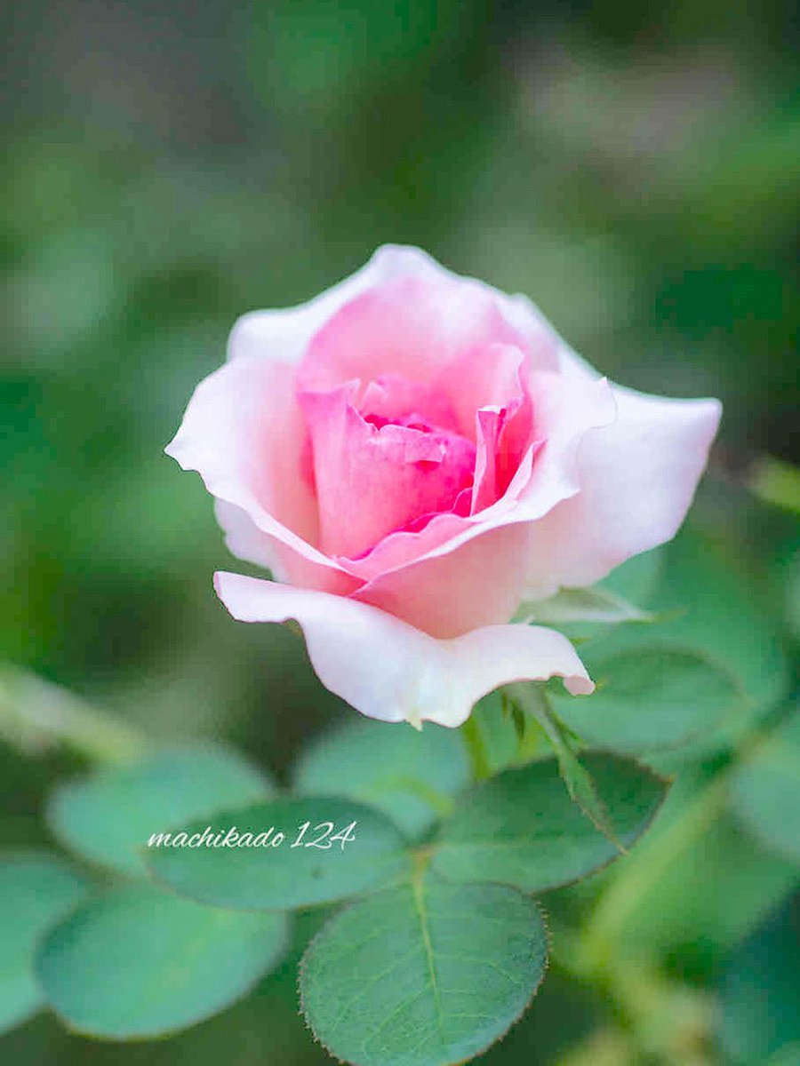 acdc00's tweet image. 7ๆ27ๆฅ(ๆฅ)
ใใฏใใใใใใพใโ๏ธ
๏ธ ๐ ในใคใซใฎๆฅ
ๆดใๆใ
ใใใใๆ้ซๆฐๆธฉ36โไบๅ ฑโ๏ธ
็ฑไธญ็ใใฒใชใฉ่ฑช้จใๅฐ้ๆฐใใคใใฆ๐
็ใใไฝ่ชฟใซๆฐใใคใใฆไฝณใๆฅๆๆฅใ๏ผ๐ฒ
#TLใซ่ฑใๅฒใใใใ
#RoseSunday
๐๐น๐ใชใใจใใซใฏใฆใน ๐๐๐๐๐๐๐ฅ๐