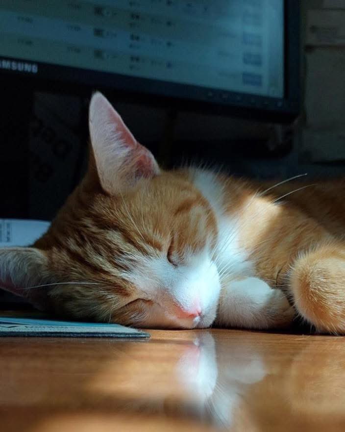 TheStourbridge's tweet image. Night night sweet dreamies
Most of the time, what we fear is tiny—it’s the shadow it casts that feels enormous.
#cats #cats #Cat #CatsOnTwitter #CatsOfTwitter