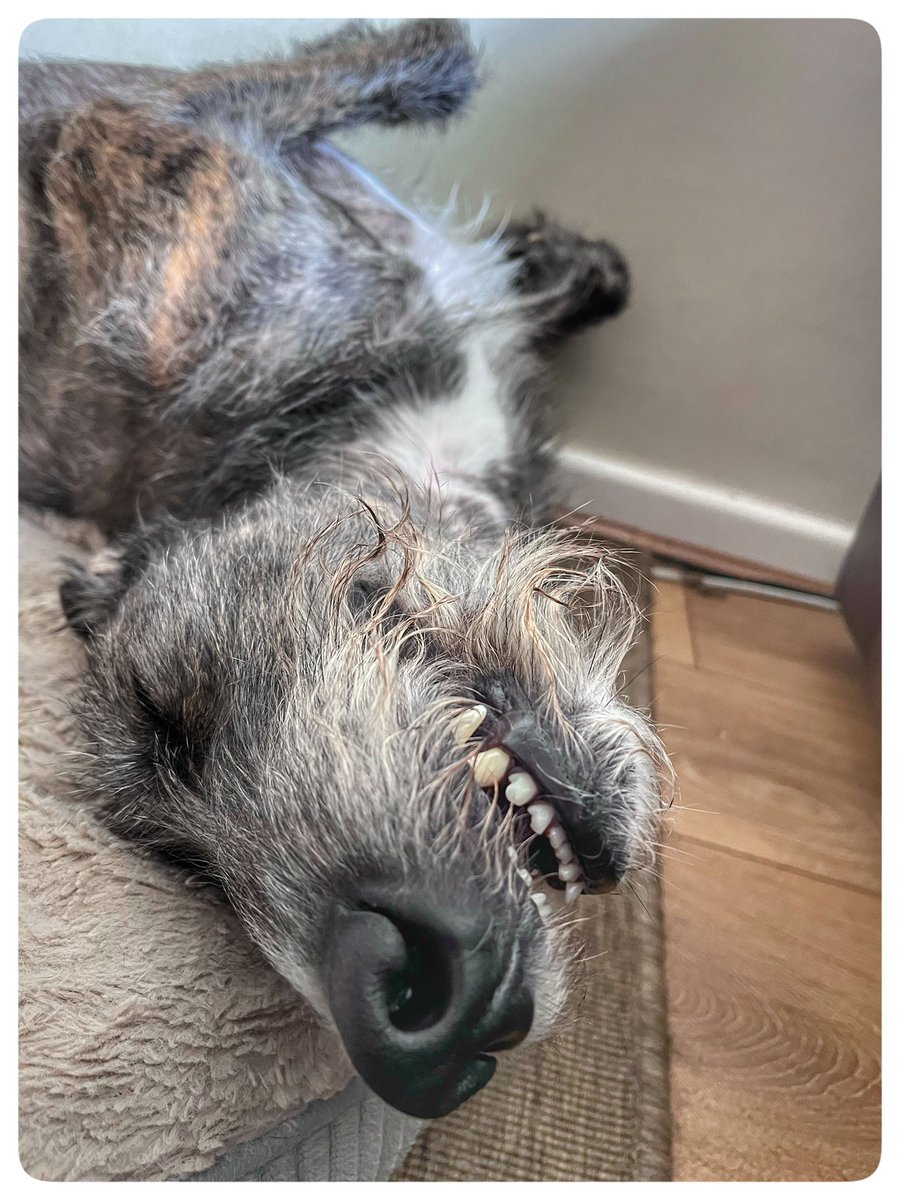 flyabout7's tweet image. Zorsted. 😴

Ralph’s had a busy day today. 

A 7 mile beach walk earlier, followed by a trot around the field with his new lady friend, Mildred the Lurcher. 

He dreaming about his sausages in the morning. 

Goodnight folks. 

Until tomorrow 🐾🐾

#AdoptDontShop
#LazyLurcher