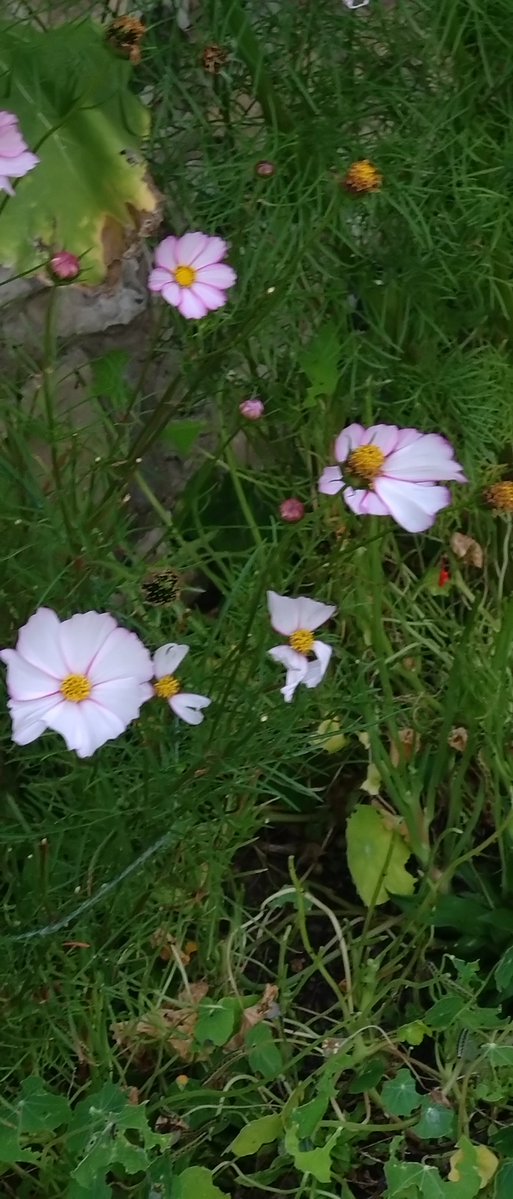 Evening sky💛❤️🧡🖤as I watered the garden💦 and Cosmos in the fading light🌸🌱🩷

Enjoy rest of your evening☕🍷🍰🍫🌻🌄🥰🙋🏻‍♀️
