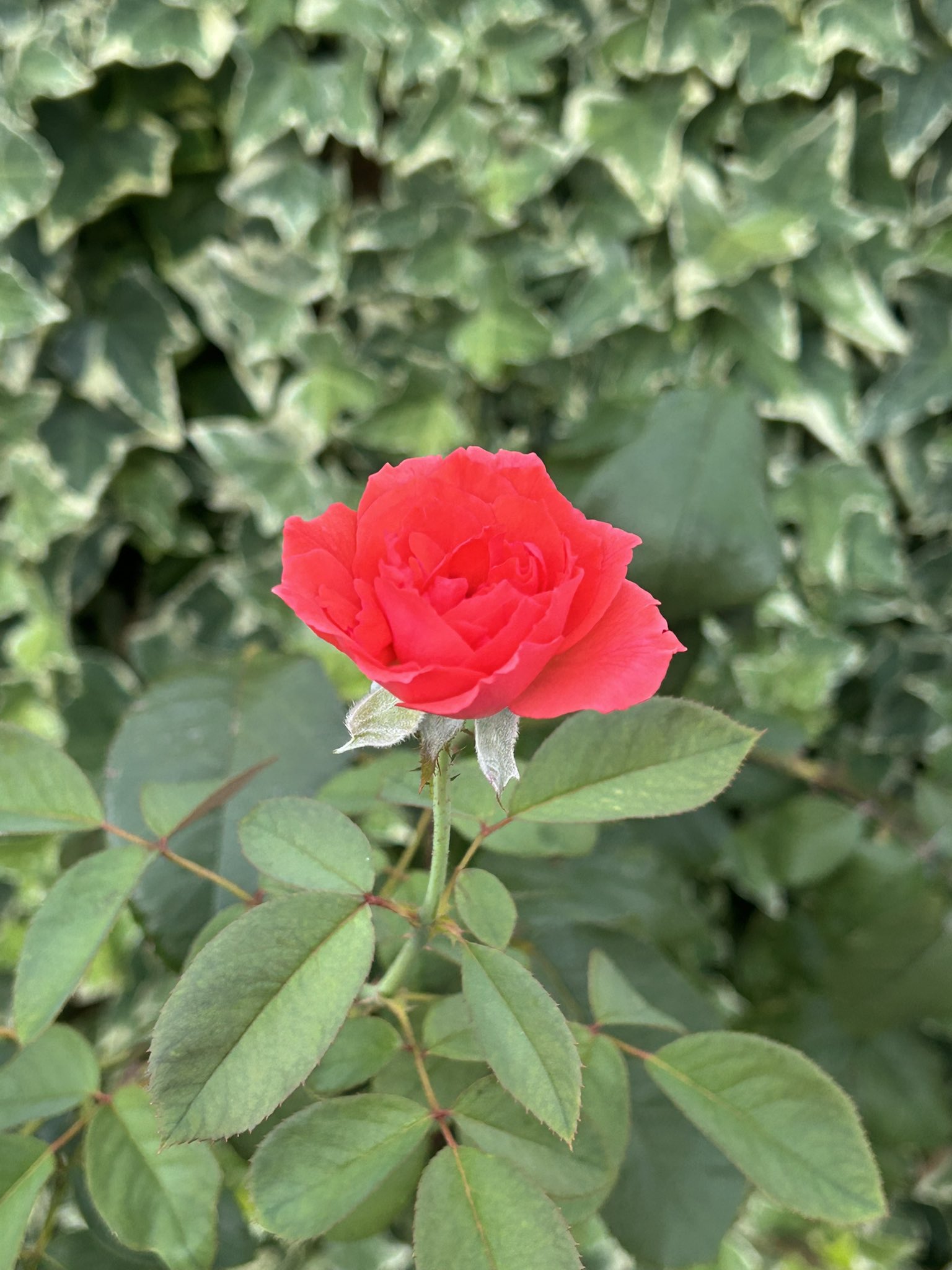 薔薇は バラ 緋扇｜ROSE Hiougi｜花の手帖のwebバラ図鑑