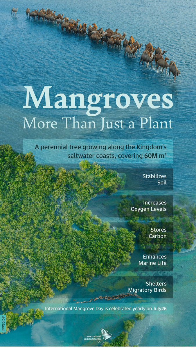 المنقروف كنز بيئي 💚

إتلافه أتلاف لسلسلة بيئية كبيره جداً، غير السمك و الربيان، و التكاثر، و نسبة الأكسجين و مستراح الطيور المهاجره و طيور الماء 

اهل السمك و الصيد يقدسون هذي الشجرة لما لها من فوائد