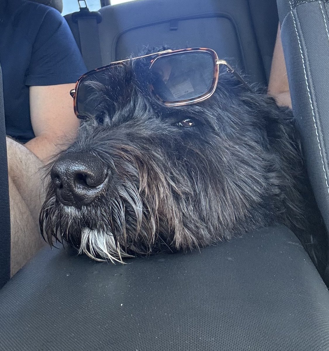 Bear is cooling out on vacation!