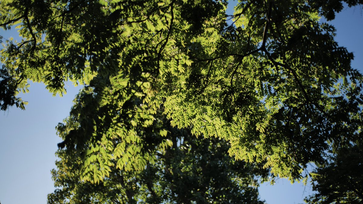 😌

SMC Pentax-FA 1:1.9 43mm Limited
#null树洞