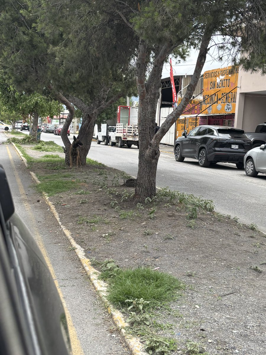 CICsal's tweet image. *ANIMALES* Ciudadano(a) reporta Animales señala que al perro lo amarran en el camellón, la correa es muy corta, ni acostar pueden pasan coches y les ladra y lo pasan rosando, considero que es maltrato animal , ni agua ni comida, siempre hacen eso con el pobre animal en…