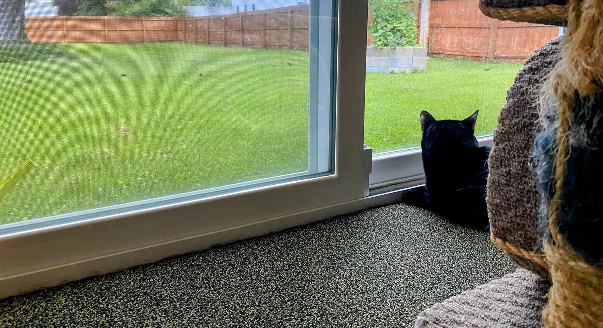 The starlings are having a snackie. I wonder where my snackie is? -Bogie #hedgewatch #CatsOfTwitter #Caturday #BlackCats