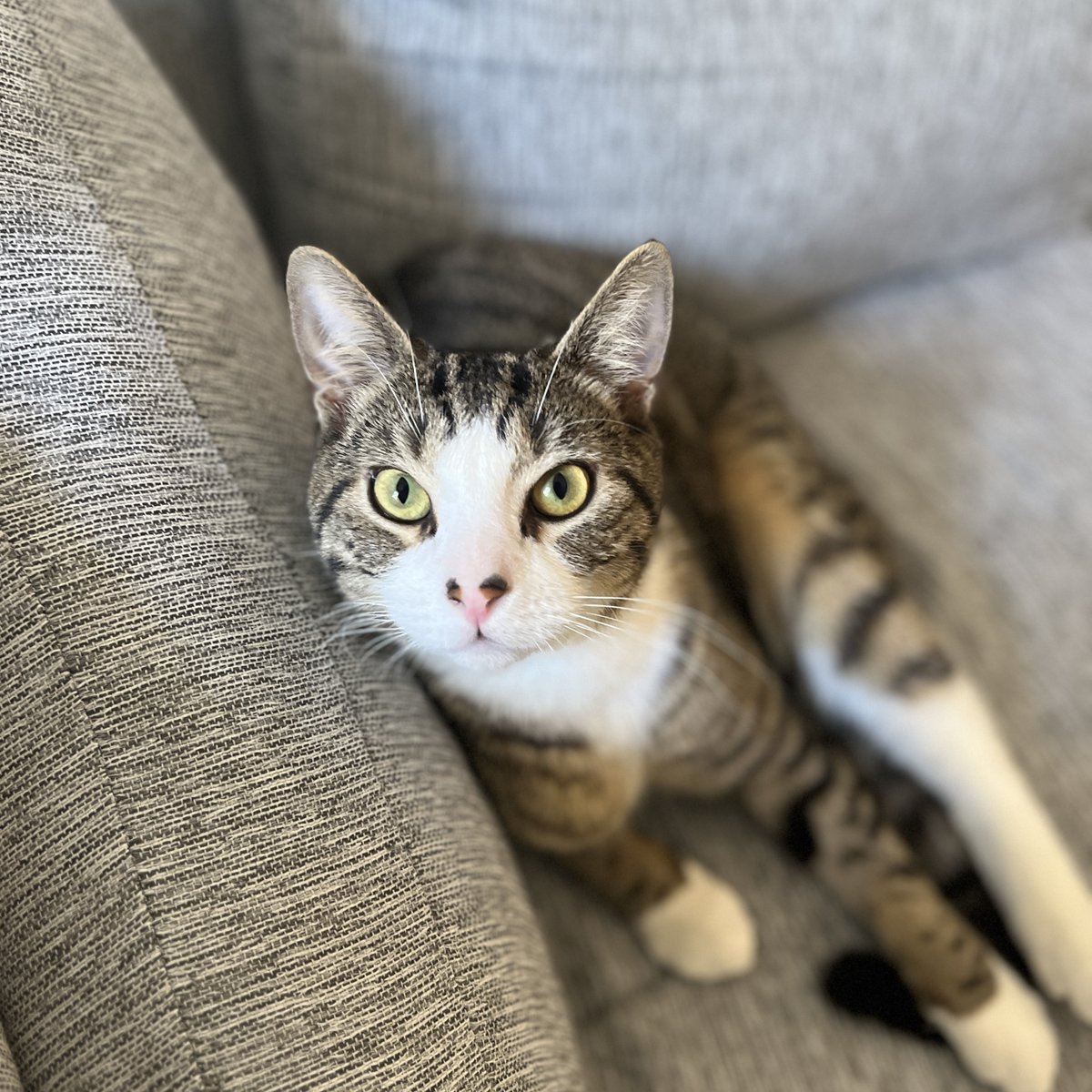 ASPCA's tweet image. If you're in the (super)market for an egg-cellent tabby, we'd love to introduce you to tripod kitty Omelette, who's always looking at the sunny side of life! This social and affectionate boy is looking for his home in New York City. Learn more here 🐱 🍳:
bit.ly/4o3un7N