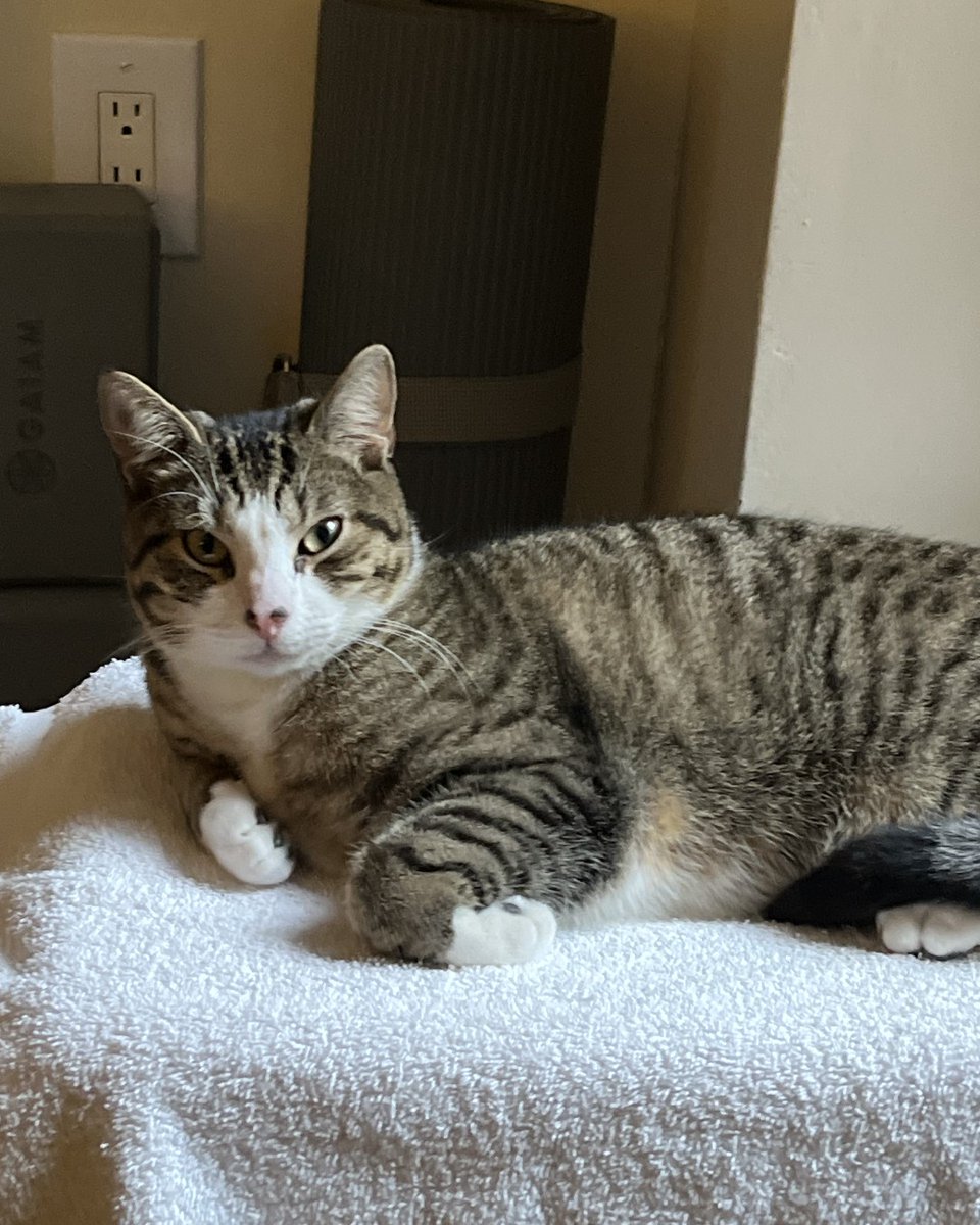 ASPCA's tweet image. If you're in the (super)market for an egg-cellent tabby, we'd love to introduce you to tripod kitty Omelette, who's always looking at the sunny side of life! This social and affectionate boy is looking for his home in New York City. Learn more here 🐱 🍳:
bit.ly/4o3un7N