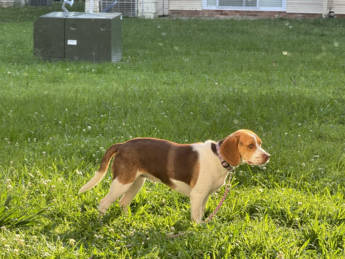 AMXWasTaken's tweet image. Show me a prettier dog.   I’ll wait.