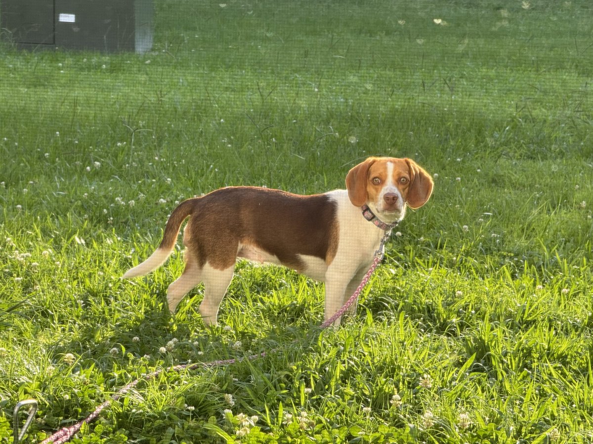 AMXWasTaken's tweet image. Show me a prettier dog.   I’ll wait.