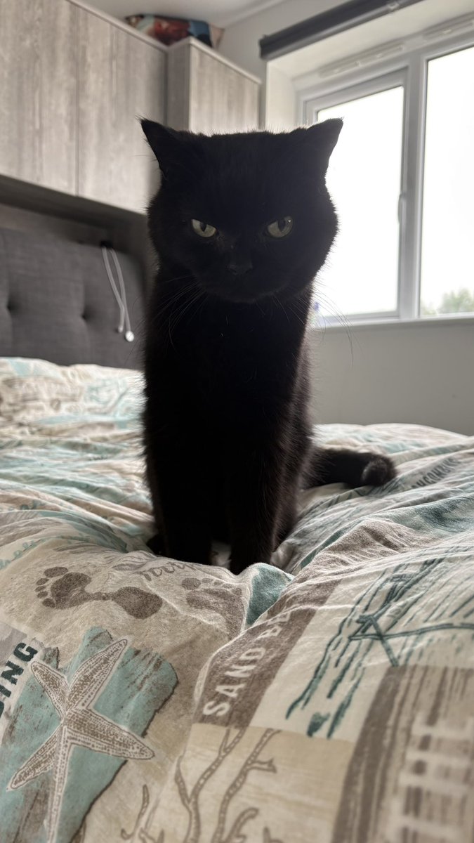 nicolajayranson's tweet image. I’m not good with words, but my heart’s breaking. Pickett’s been through so much and always bounced back. Now there’s nothing more we can do. I held him all day, told him he’s loved, and that Four’s waiting. He’s still hanging on… just. But we don’t know for how long. 🕯️💔🌈
