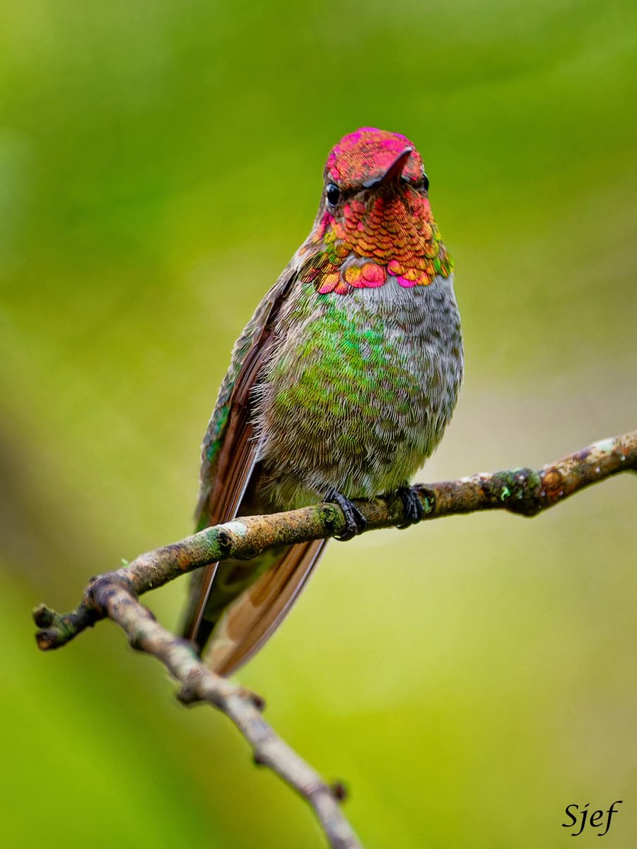 ItakeBirdPics's tweet image. From the archives: Anna's Hummingbird in Quintana Neotropical Bird Sanctuary in Texas. 12/05/2020 #annashummingbird #hummingbird #birdphotography #naturephotography