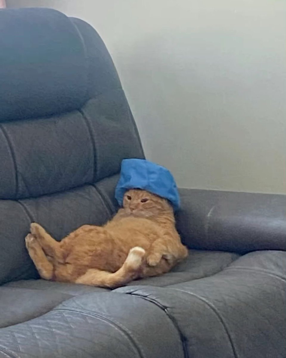 TheMeowProject's tweet image. heatwave has got us like this