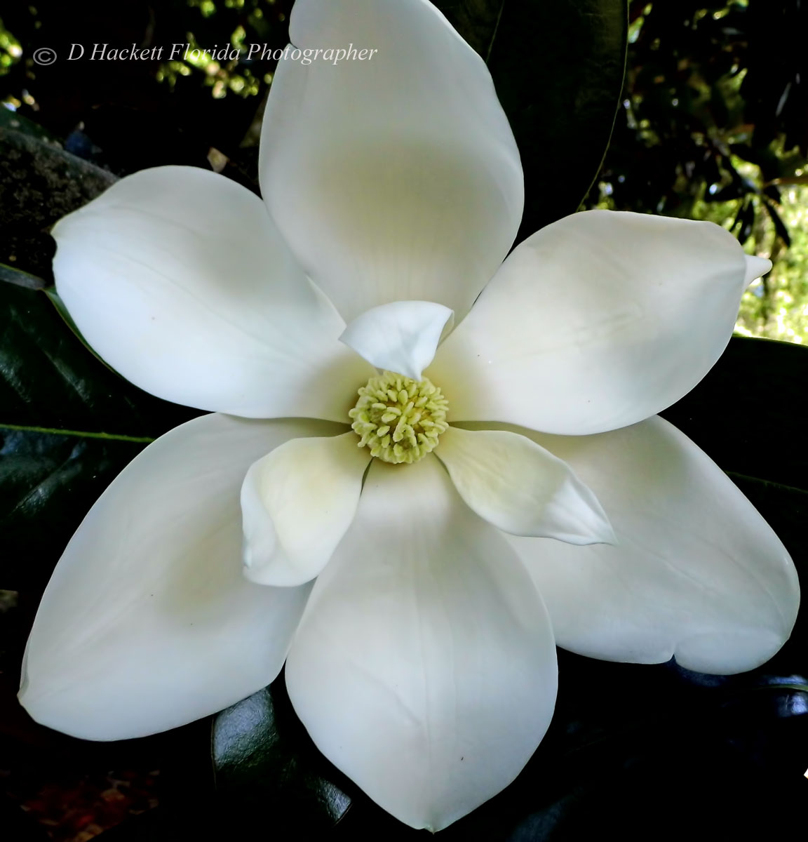 dhackett4150's tweet image. My Southern magnolia grandiflora tree, which is over 60 feet tall, is blooming here in rural Florida. The sweet fragrant waxy, white blossoms are up to 10 inches across and crown this large evergreen tree with glossy dark green leaves. donna-hackett.pixels.com/featured/ivory…