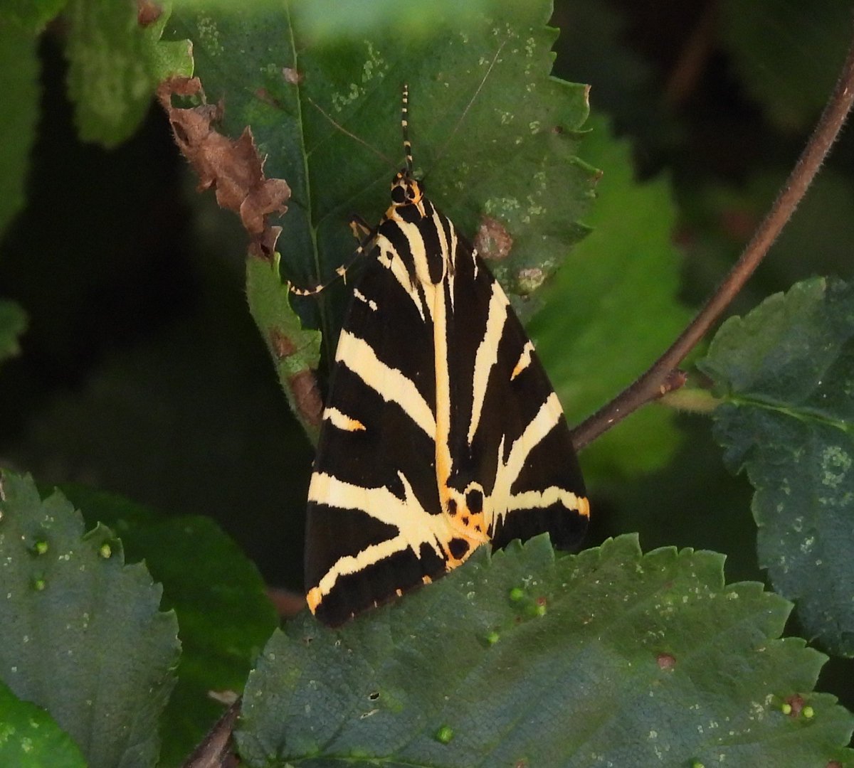 Lloyd Evans (@ecolaevans) on Twitter photo My 1st Jersey Tiger of 2025! ๐๐พ Axminster, Devon. <a href="/savebutterflies/">Butterfly Conservation ๐ฆ</a> <a href="/DevonWildlife/">Devon Wildlife Trust</a> <a href="/BCDevon/">BC Devon Branch</a> <a href="/europebutterfly/">BC Europe</a> My 1st Jersey Tiger of 2025! ๐๐พ Axminster, Devon. <a href="/savebutterflies/">Butterfly Conservation ๐ฆ</a> <a href="/DevonWildlife/">Devon Wildlife Trust</a> <a href="/BCDevon/">BC Devon Branch</a> <a href="/europebutterfly/">BC Europe</a>