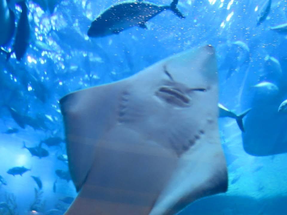 YoungParikPatel's tweet image. Why does this stingray look Asian