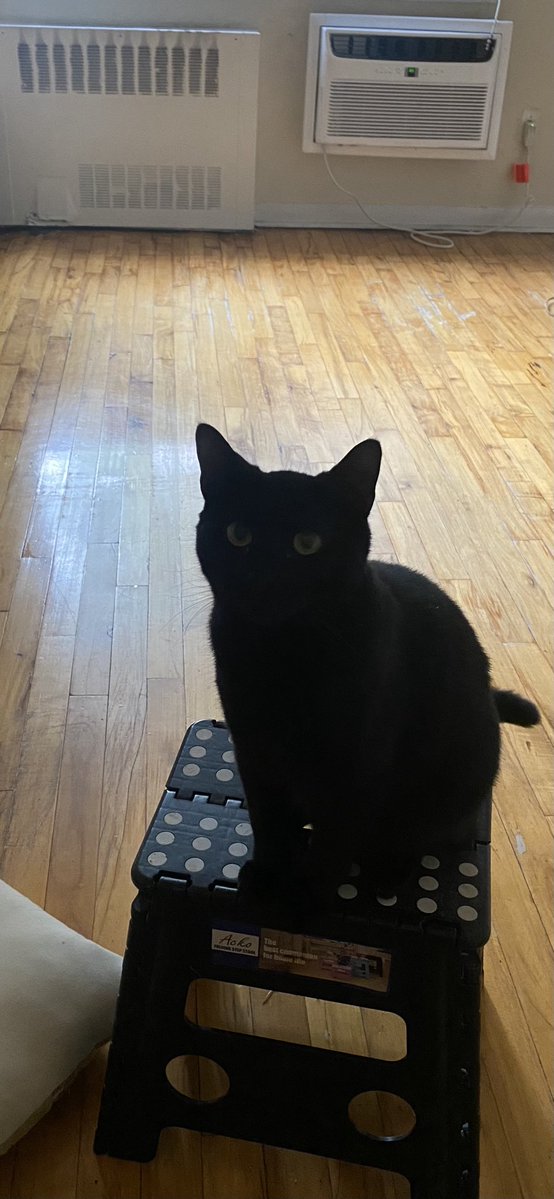 FrankConniff's tweet image. Billy’s last NYC #caturday.