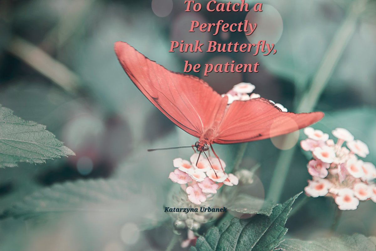 Morgan_R_R_Haze's tweet image. #WriteMap #Only8Words #oxjDailyWords
To Catch a Perfectly Pink Butterfly, be patient
Katarzyna Urbanek unsplash.com