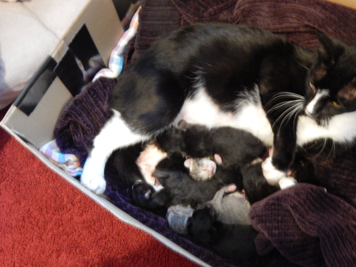 S.L (@sandyywriter) on Twitter photo Well, my cat had 7 babies last night...Yikes! :) Well, my cat had 7 babies last night...Yikes! :)