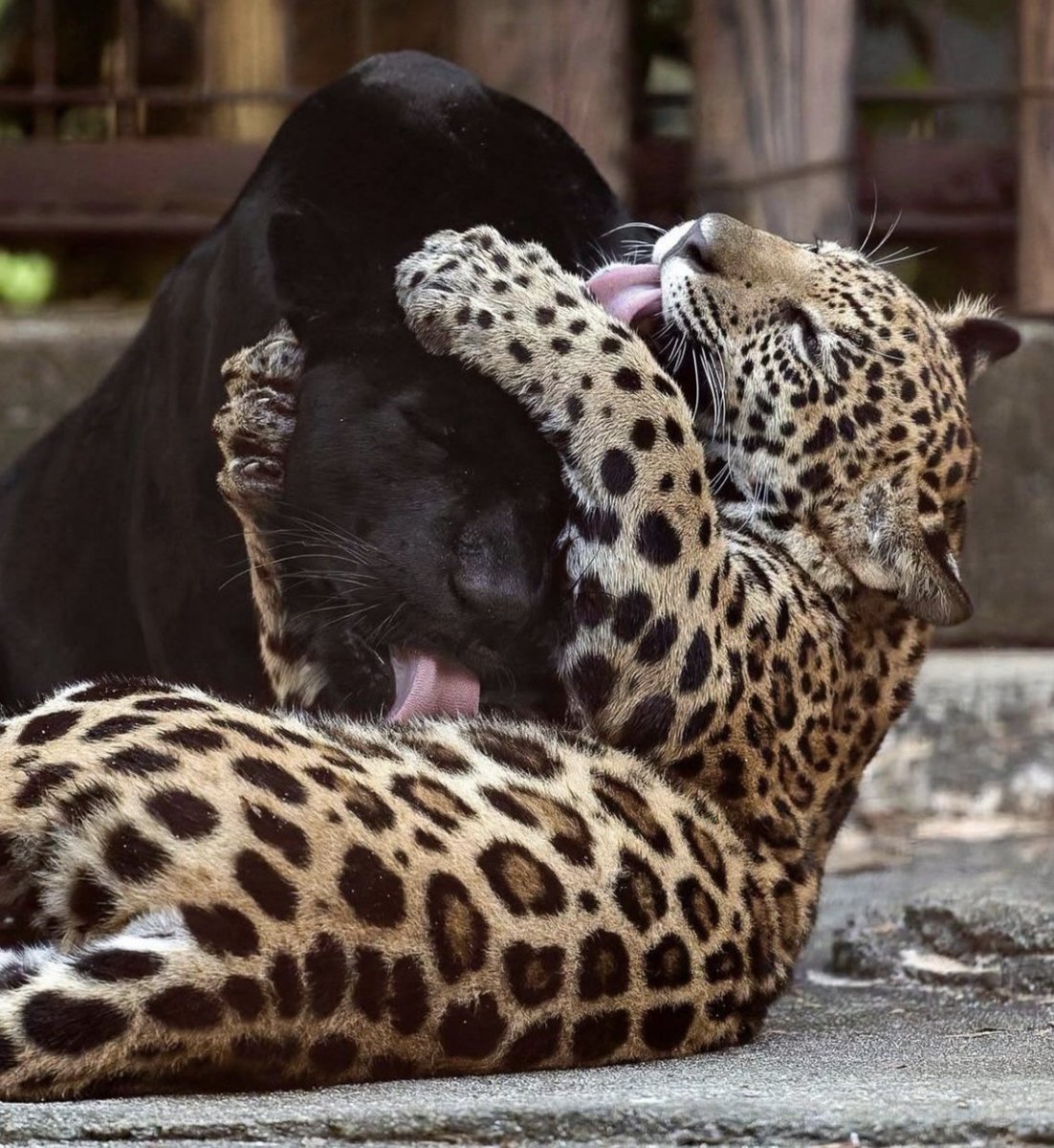 persei_da's tweet image. miau