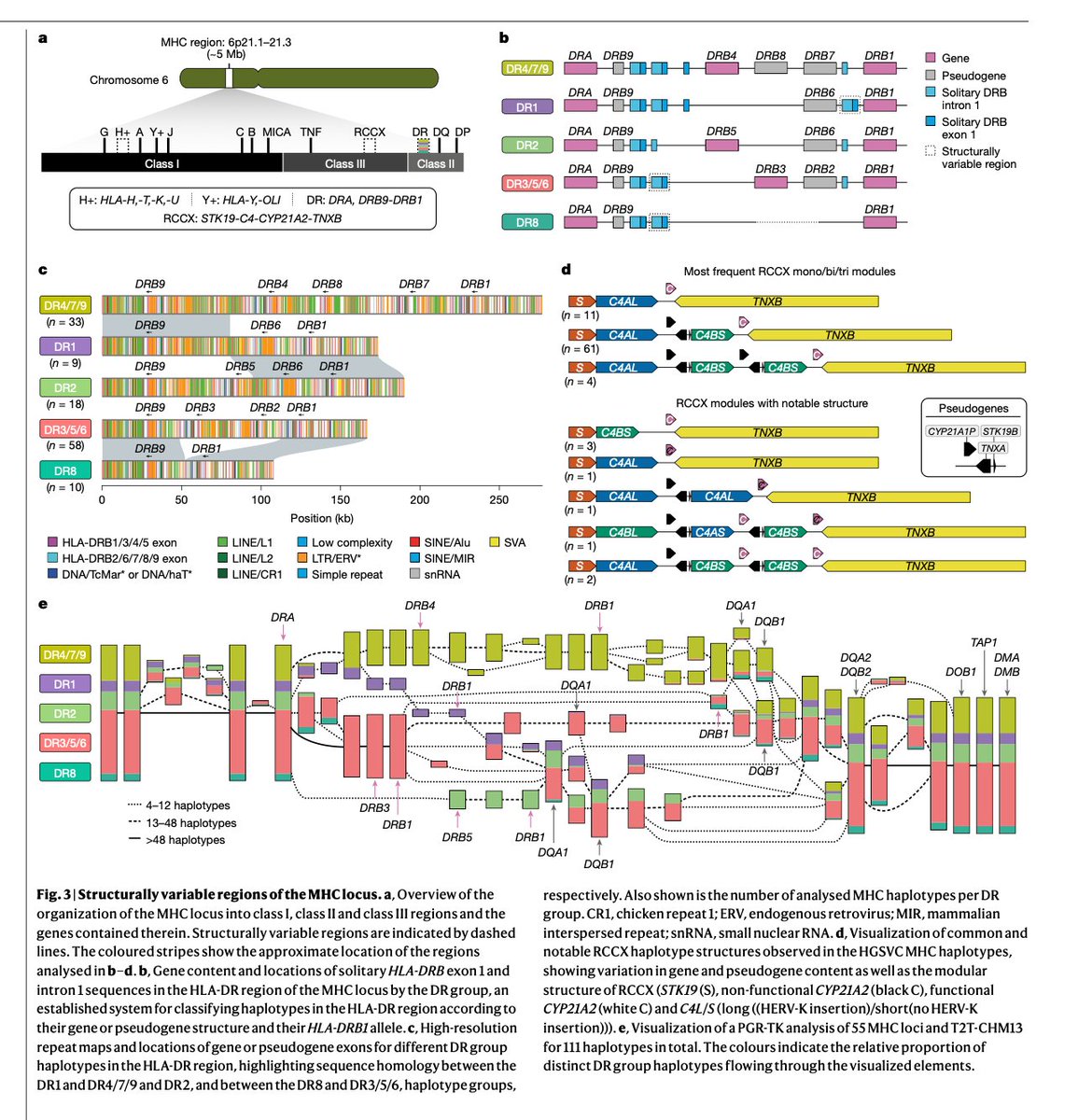 One of the most complex regions in the human genome revealed.

To me, it was fascinating to combine genome assembly and pangenome graphs (PGR-TK in Fig. 3e) algorithm techniques to uncover the hidden diversity across human populations. #genomics #bioinformatics