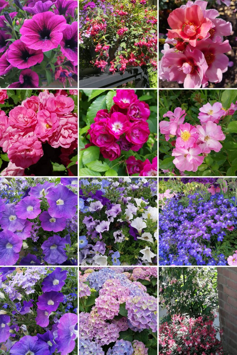 mzu2013's tweet image. Beautiful flowers to share the beauty.
🌿🌼🌺🥀🪻🪷🌷🌼🌿
#flowers
#mygarden