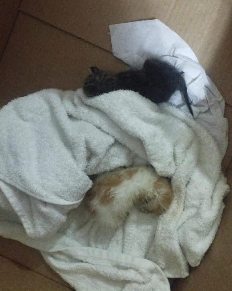 lyssitta's tweet image. #ServicioSocial
EMERGENCIA FELINA 🚨🚨
#urge_mama_sustituta
¡¡¡URGE MADRE SUSTITUTA!!!
Me Comparten, una amiga le fueron a tirar unos gatitos en la puerta de la casa , vimos y no estaba ninguna gata, no sé si usted conoce a alguien que tenga una gatita sustituta con promesa de…