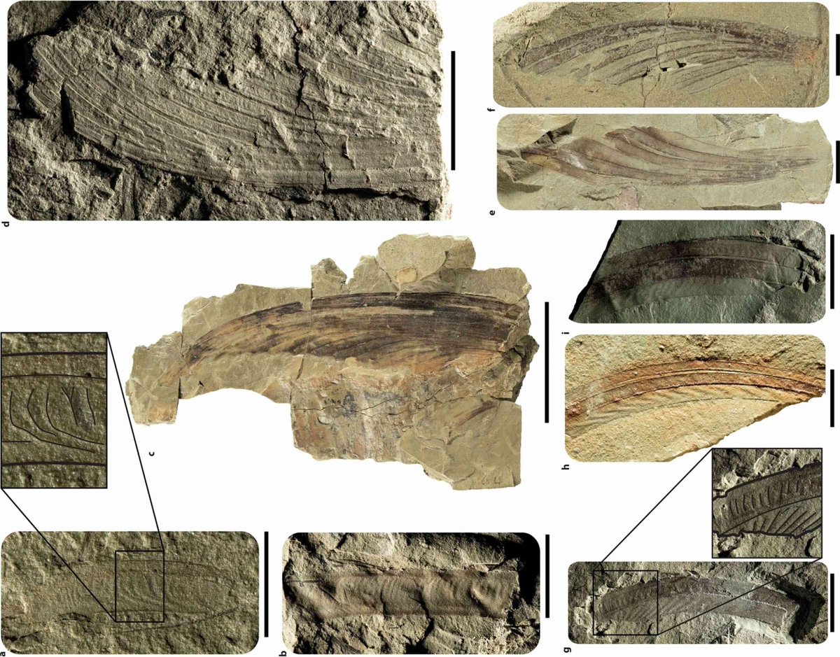 GreekReporter's tweet image. Prehistoric Monkey-Tailed Lizard Unearthed in France dlvr.it/TM7PwV
