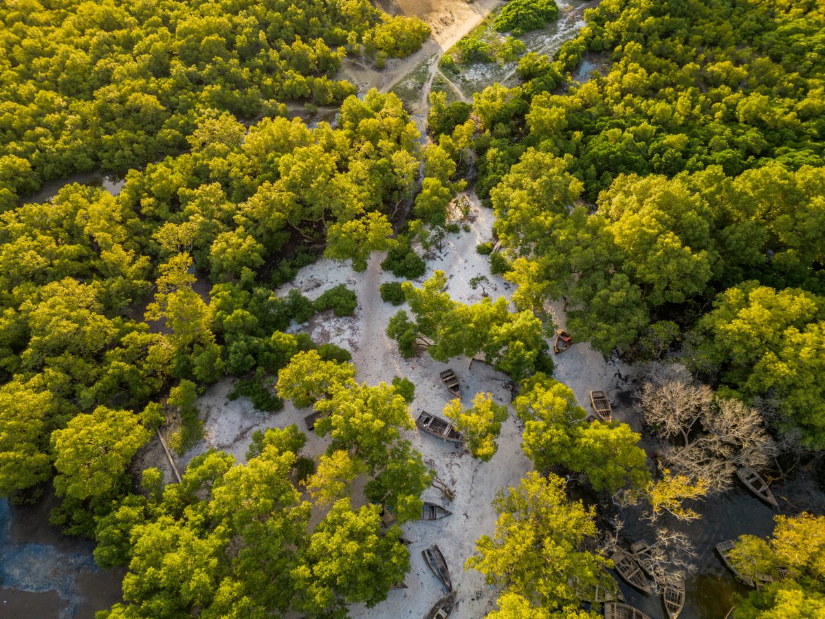 Ireland recognizes the vital role of mangroves in protecting coastal ecosystem and promoting food security &amp; livelihoods to coastal communities.

This #InternationalDayfortheConservationoftheMangroveEcosystem, we proudly support conservation efforts along Tanzania coastline.