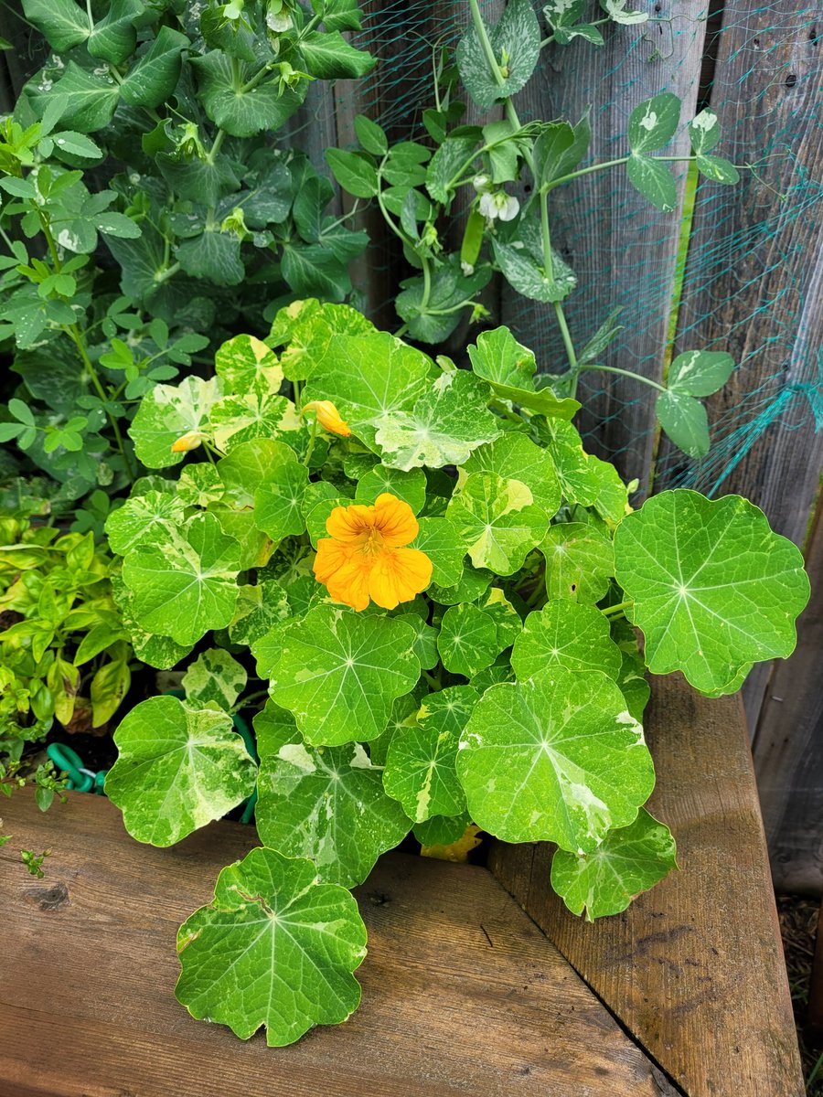 fckboislayer's tweet image. My favorite trap crop is nasturtium.