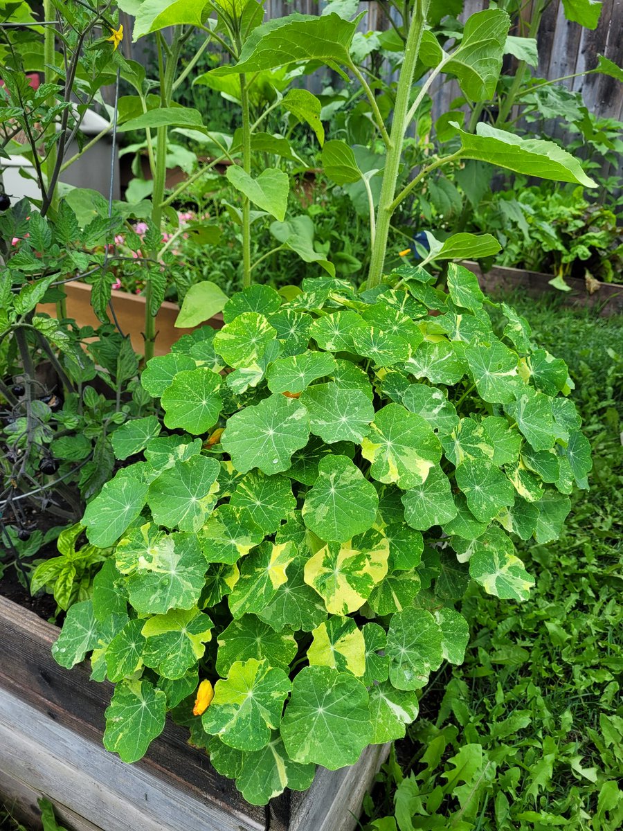 fckboislayer's tweet image. My favorite trap crop is nasturtium.