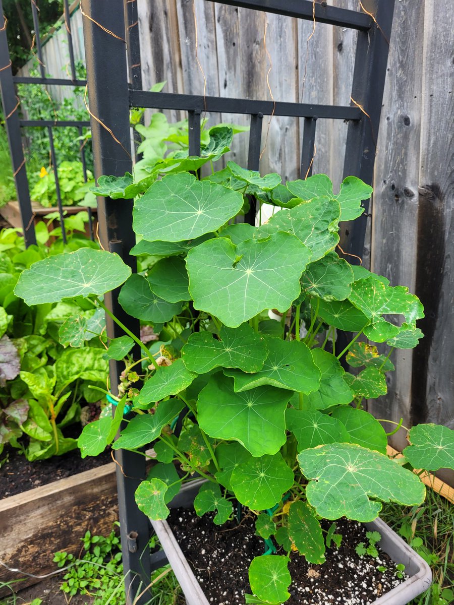 fckboislayer's tweet image. My favorite trap crop is nasturtium.