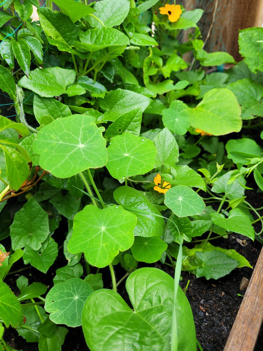 fckboislayer's tweet image. My favorite trap crop is nasturtium.