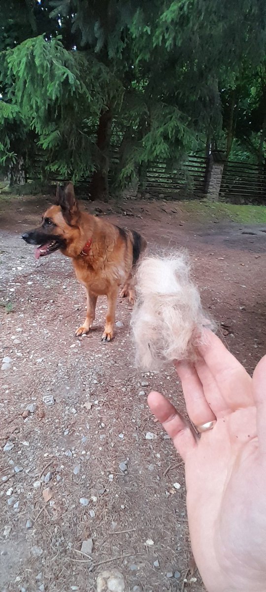 VirgoCeltharion's tweet image. Ktoś tutaj zaczyna zmieniać okrywę i nie chce sie dać wyczesać...