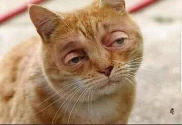 j_karlistar's tweet image. Oba how is silly  colleagues @Kafakefriend10 doing?