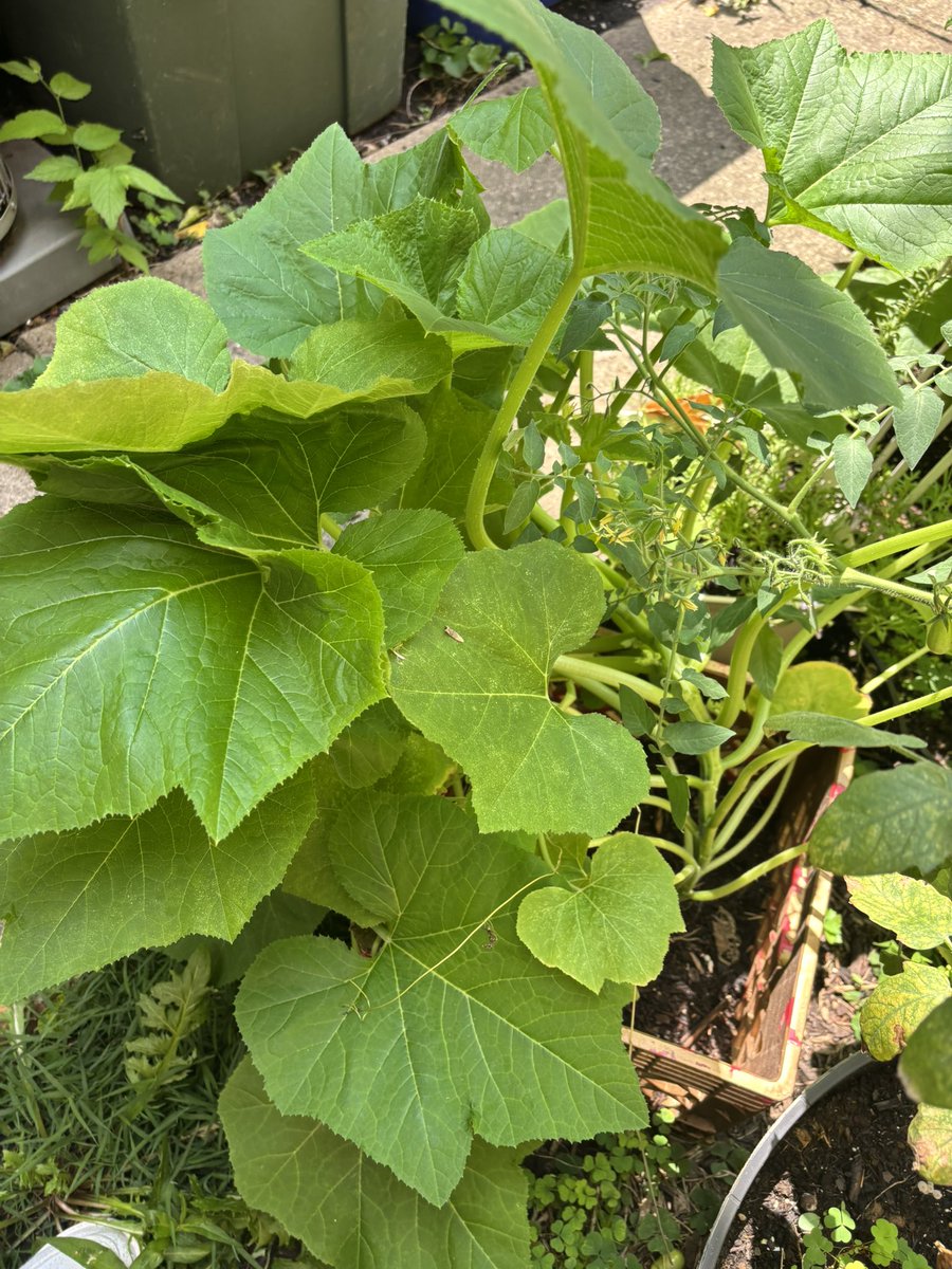 stacey_hauff's tweet image. My little urban garden is AMAZING this year. I am so blessed.
I truly believe it’s good for people to tend to living things. To spend time with nature—dirt under your nails, face in the sun—is like talking to God. And it gives enough to share in return.
Start a garden!