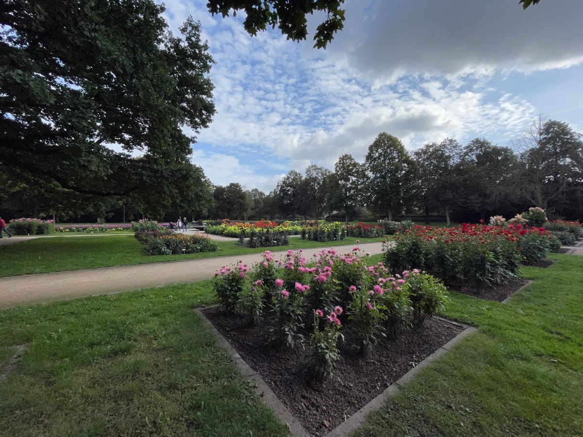 Forstler1's tweet image. Den allgemeinen Niedergang der öffentlichen Finanzen sieht man auch im Dahliengarten von Dresden, im Großen Garten gelegen. Die &quot;Anbaufläche&quot; hat sich sichtbar verkleinert, aber auch Beete mir Nicht-Dahlien wurden angelegt, auch ein zugegeben dekoratives Grün-Beet. Ich hab mal…