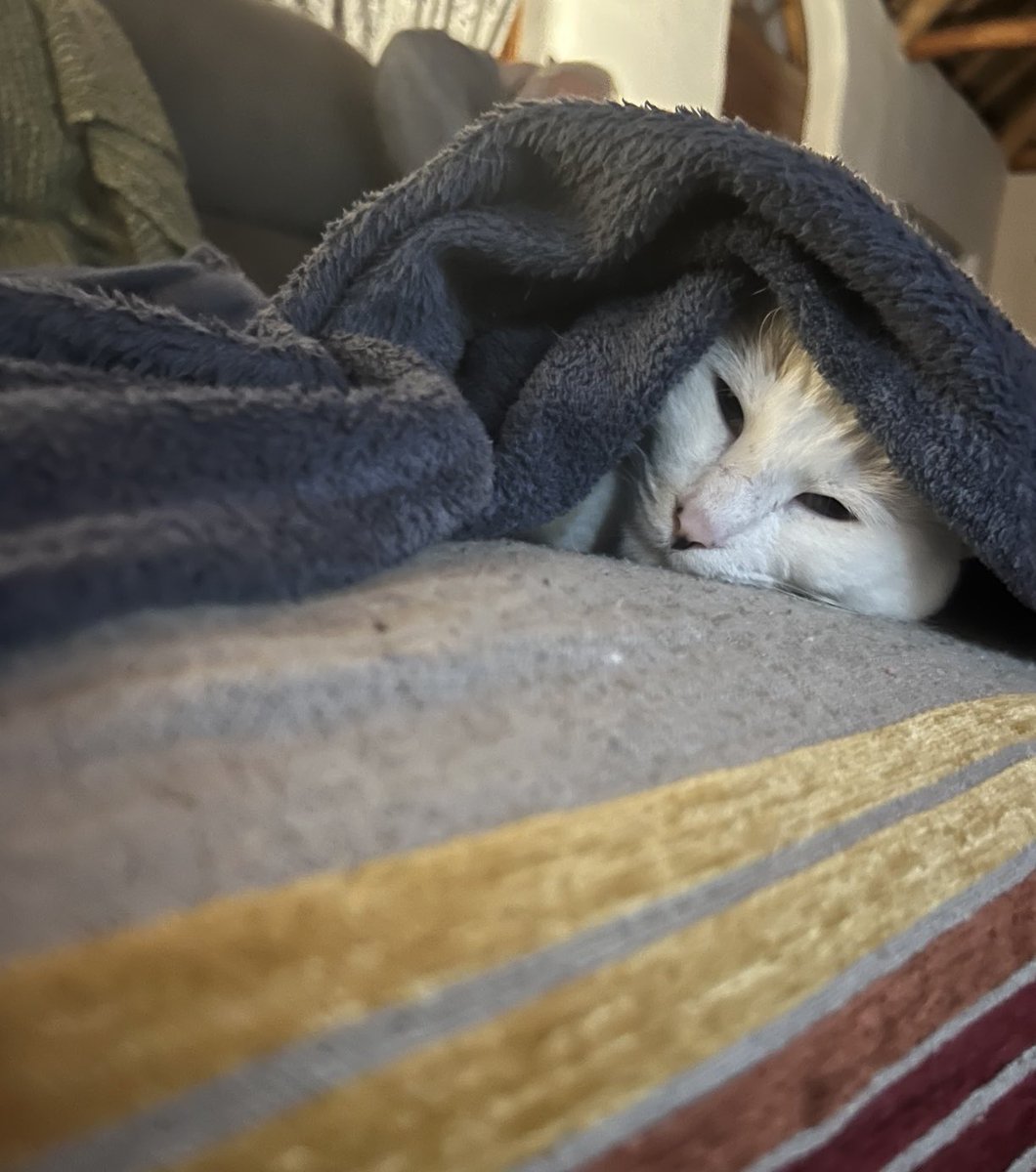 tygerpoo's tweet image. It’s cold tonight, Coco takes cover 😸 #cats #Caturday #saturdayvibes #CatsOfTwitter