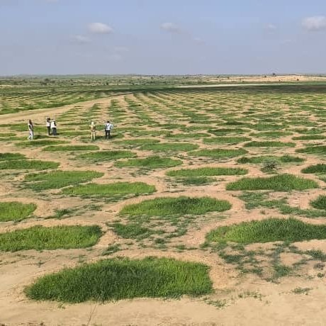 NigerAR's tweet image. Zinder/PSP/PAM: 150 hectares de terre récupérés et mis en valeur de Décembre 2024 à Mai 2025 à Gagawa
La restauration de l’environnement est un pari possible, et les communautés du village de Gagawa (commune de Gangara), l’ont démontré. En effet, sur leur site, 766 ménages ont…